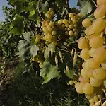 Çiftlik konaklama Casa Rosa Offida