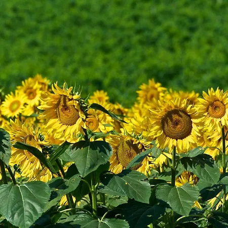 Casa Rosa Gospodarstwo agroturystyczne Offida