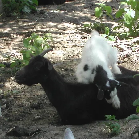 Gospodarstwo agroturystyczne Casa Rosa